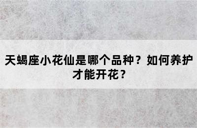 天蝎座小花仙是哪个品种？如何养护才能开花？