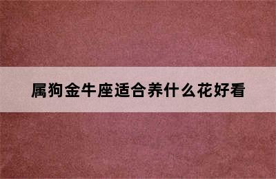 属狗金牛座适合养什么花好看