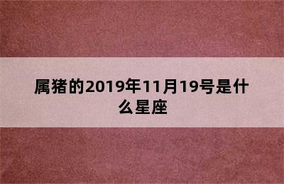 属猪的2019年11月19号是什么星座