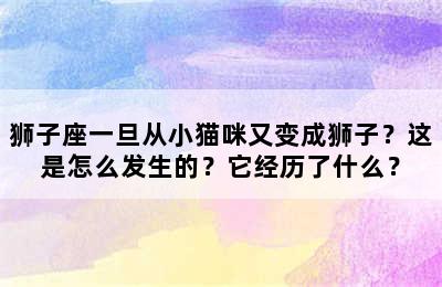狮子座一旦从小猫咪又变成狮子？这是怎么发生的？它经历了什么？