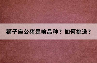狮子座公猪是啥品种？如何挑选？