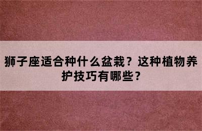 狮子座适合种什么盆栽？这种植物养护技巧有哪些？