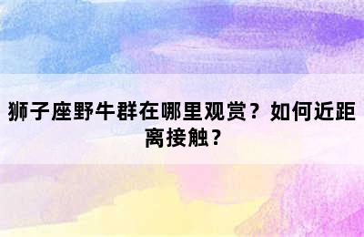 狮子座野牛群在哪里观赏？如何近距离接触？