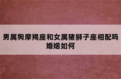 男属狗摩羯座和女属猪狮子座相配吗婚姻如何